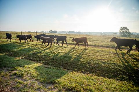 Cows walking near fence with the sun shining in the background